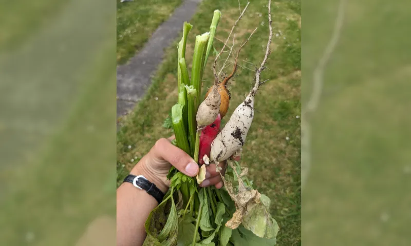 a hand with light brown skin holding some white and red radishes with dirt on them and lots of stalky celery