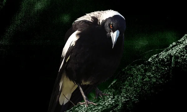 FeatureImage_Magpies.png