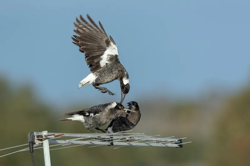 Show of dominance