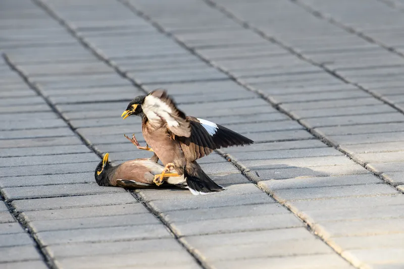 Common Mynah Bird fighting
