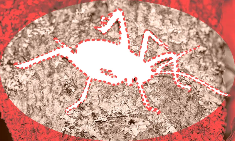 the ouline of a weta in red but no weta is there it is just empty