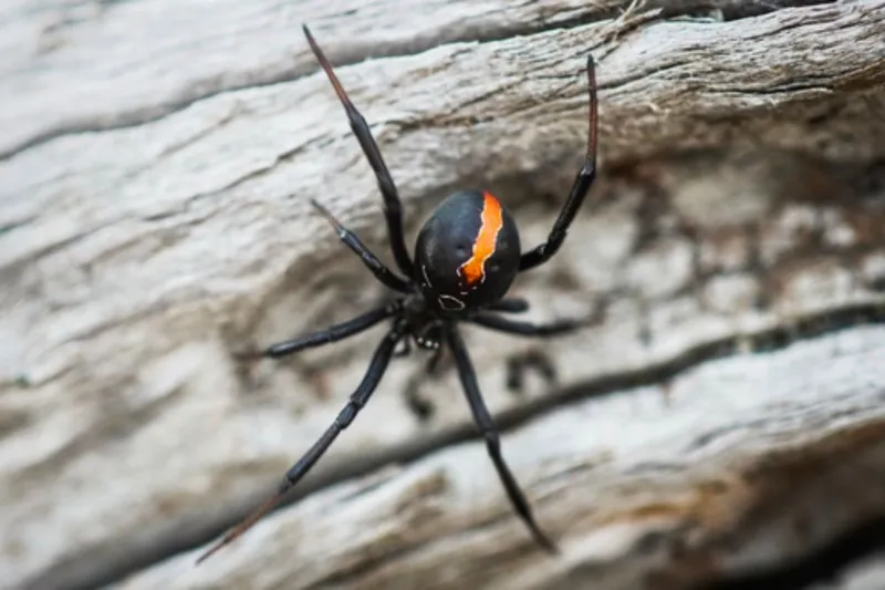 Bug of the Year 2024 - Katipō - © Andrew Simpson