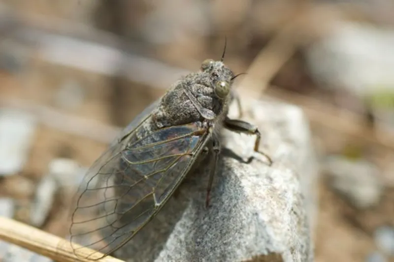 Bug of the Year 2024 - Scree cicada - © Jon Sullivan