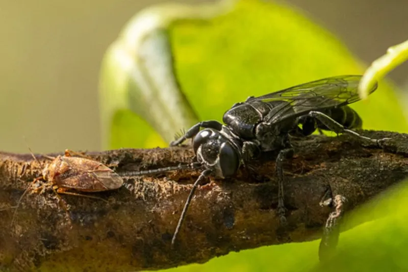 Bug of the Year 2024 - Black cockroach-hunter wasp - © Rhonda Billington