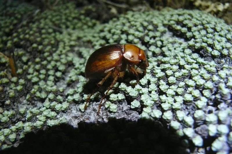 Bug of the Year 2024 - Cromwell Chafer Beetle | © Emma Curtin