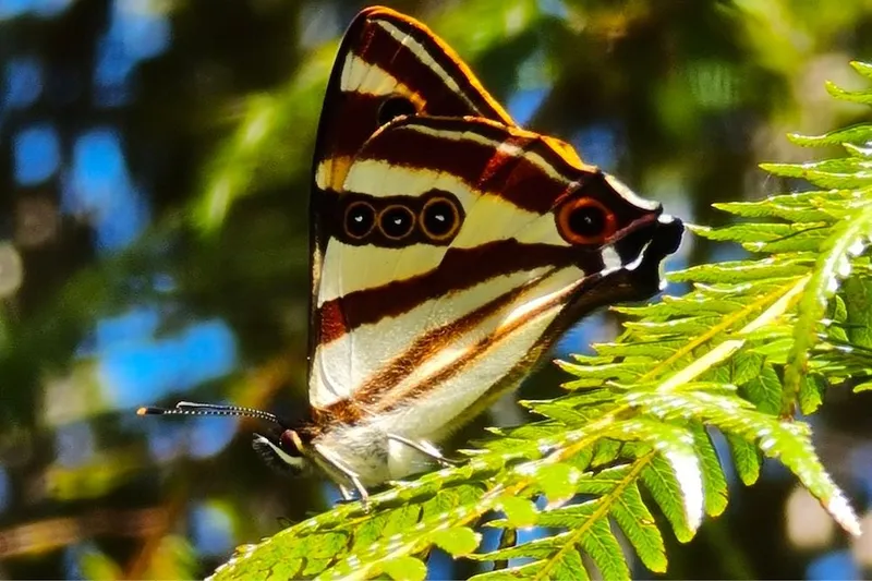 Bug of the Year 2024 - Forest ringlet butterfly - © Sara Smerdon
