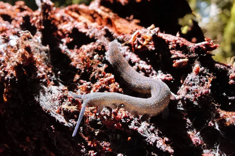 Bug of the Year 2024 - Velvet worm - © Marcia Welch