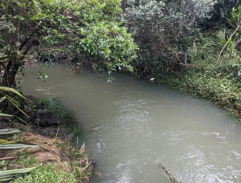 cloudy grey green water with bushes around it
