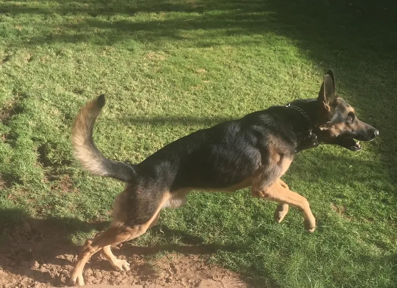 a dog on some green grass