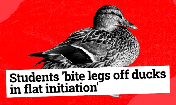 Ducknheadline.png
