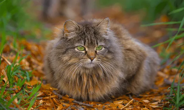 FeatureImage_TomCat.png