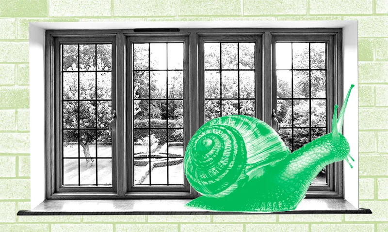 Snail-in-the-window.png