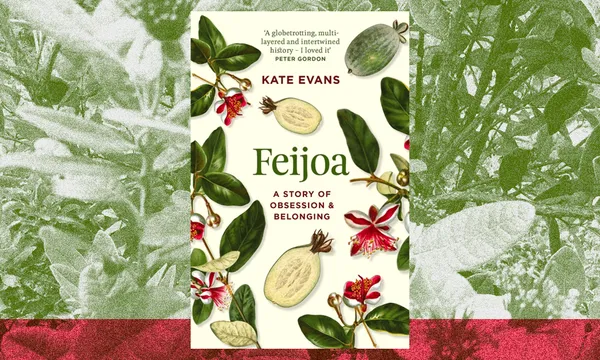 Feijoa_Kate-Evans.png