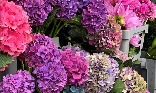 big bunches of flowers