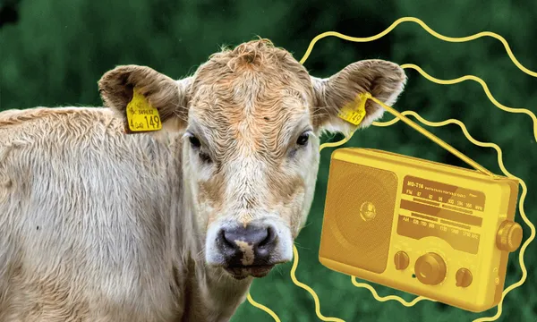 Cow-listening-to-radio.png