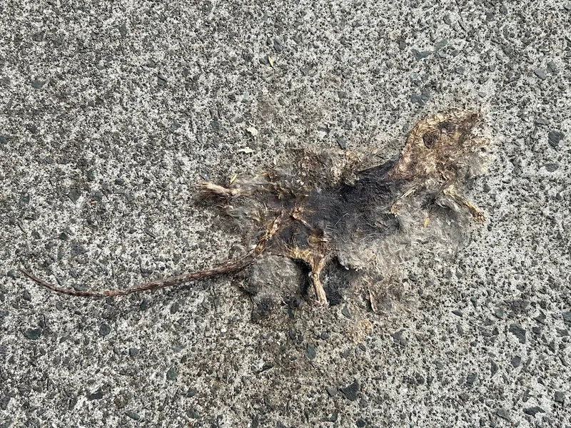 Stanley the dead rat pancaked on the concrete.