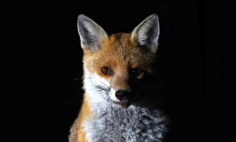 fox.jpg