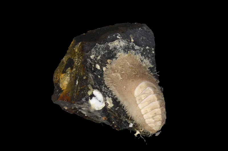 Carnivorous chiton