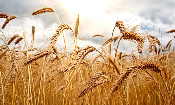field.jpg