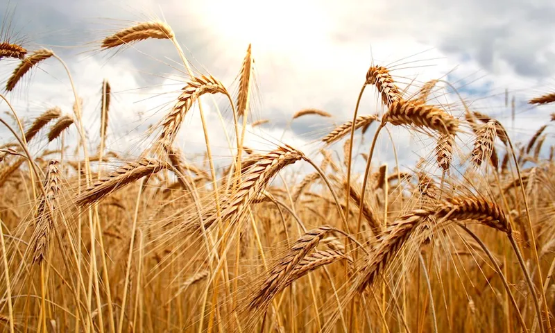 field.jpg