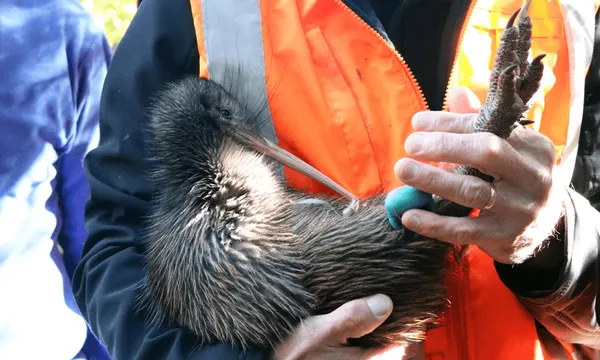 ifLCuT3h-FeatureImage_Kiwi.png