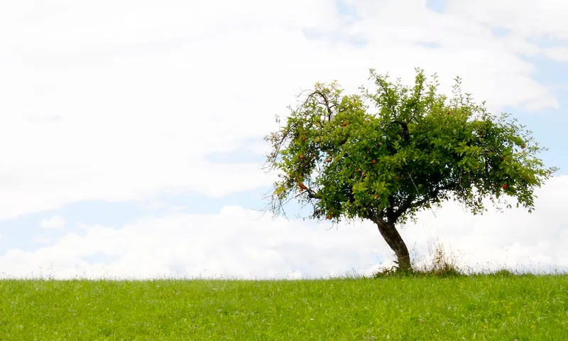 appletree.jpg