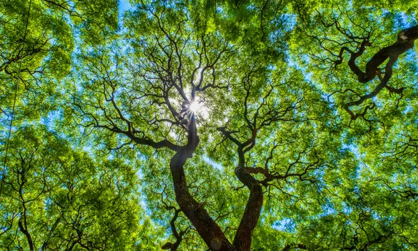 trees agains the sky, bright blue and green with sunlight