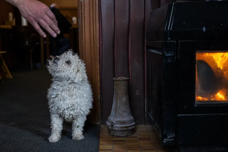 A small white curly dog by the fireplace in a cosy country pub.