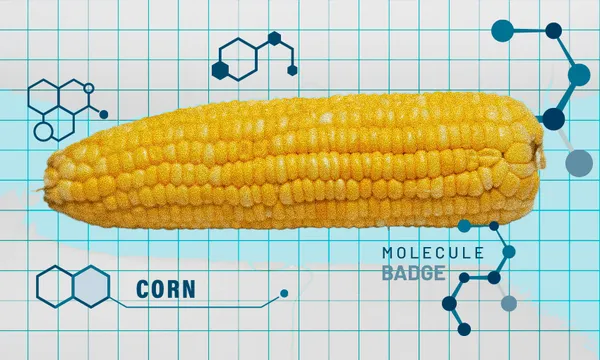 a grid paper background with a tectured photo of corn overlaid over hexagonal molecule esque illustrations