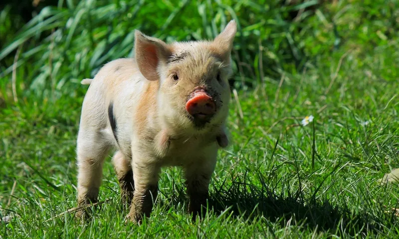 a furry small pig with a pink nose looking at the camera