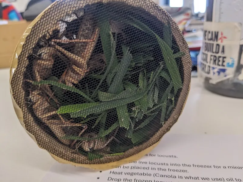 a cardboard tube with some grass and locusts crammed inside