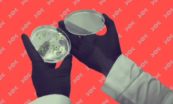 gloved hands holding a petri dish with plant samples against a red background dotted with blue dna helices