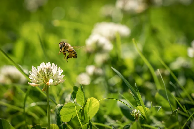 Close up of wild bee in mid-air next to a clover flower.