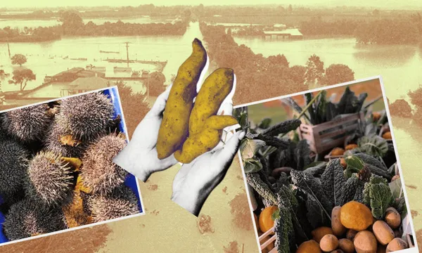 FeatureImage_Potato_VegeHamper_Kina.png