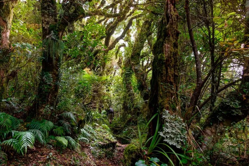 Primeval forest walk below Mount Taranaki with epiphytes, Egmont National Park, near Stratford, West Coast of North Island, New Zealand