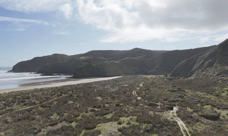 An aerial shot of beach plants and tussocks, with the sea of the left frame and jutting headlands at the top of the frame.