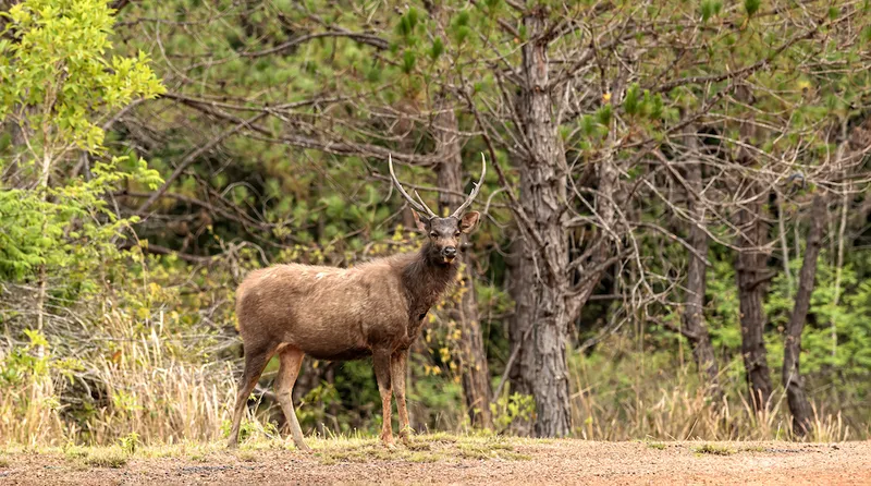 Sambar deer (Rusa unicolor or Cervus unicolor) in nature