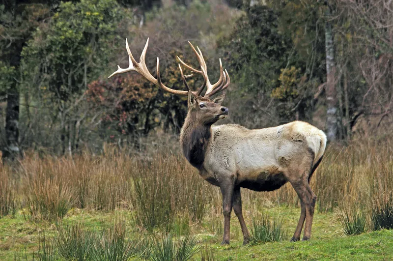 elk stag
