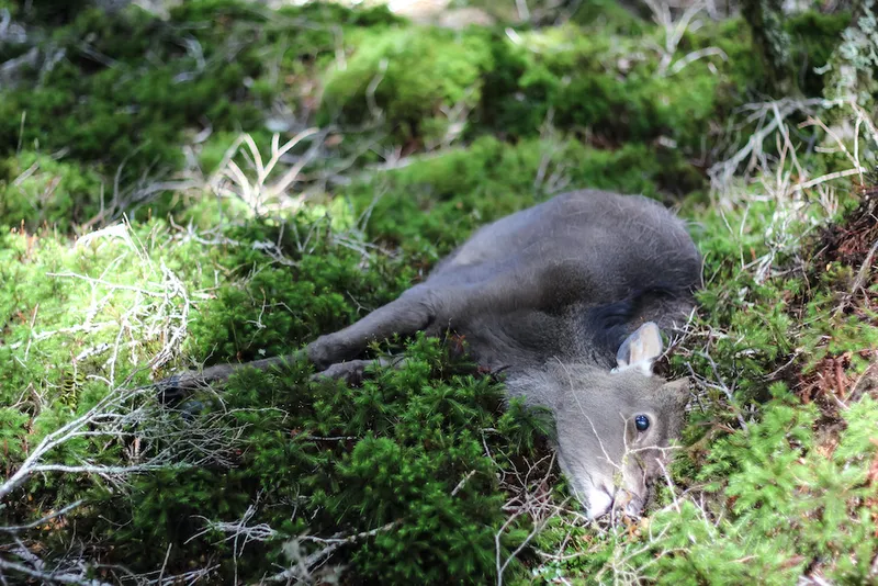 Sika deer