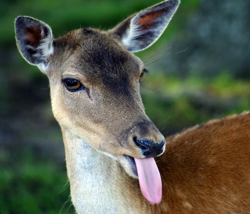 Portrait of female fallow deer (Dama dama), Masterton, Wellington, New Zealand