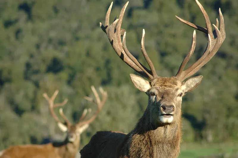 14-point stag