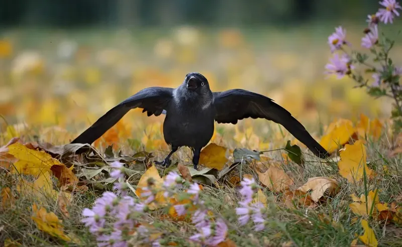jackdaw.jpg