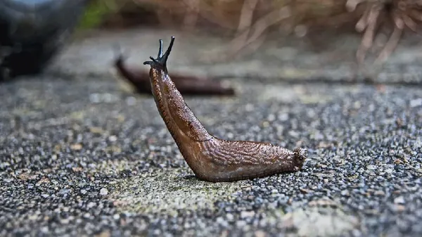 slug.jpg