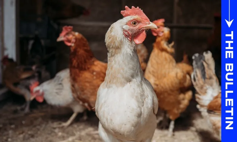 bulletin-bird-flu-chicken.jpg