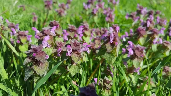 deadnettle.jpg