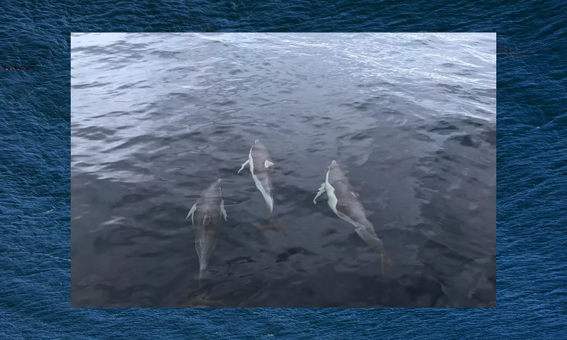 three dolfins with bhite bellies clide under dark blue water with one of their fins poking out of the water