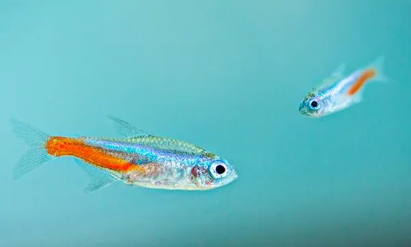 TETRA.jpg