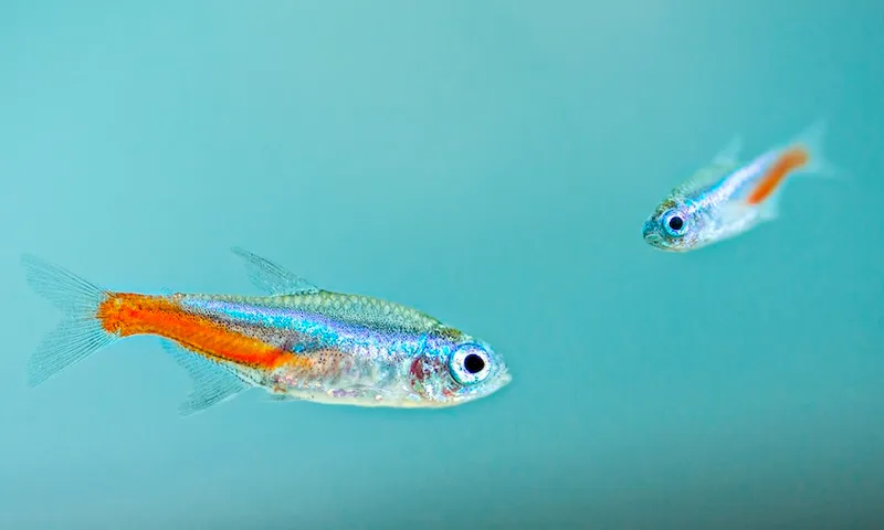 TETRA.jpg