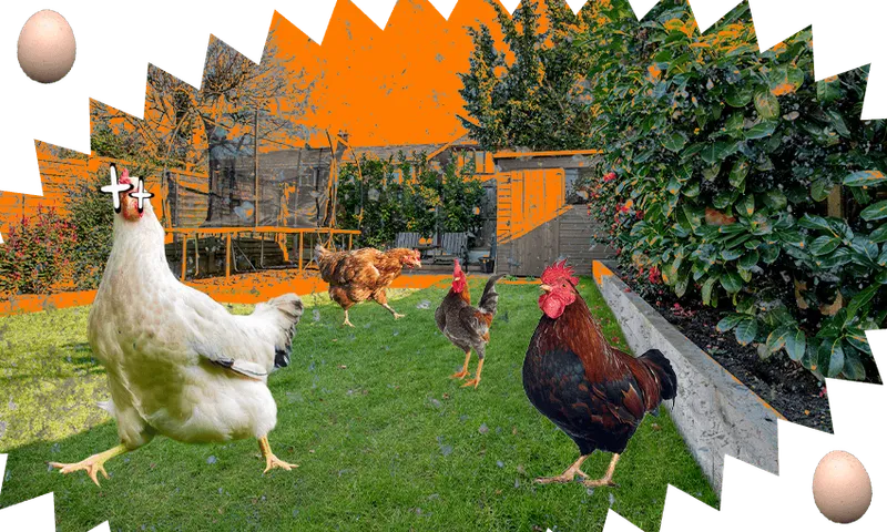 backyard chickens