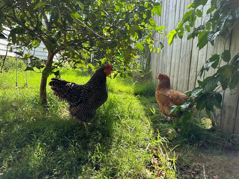 Chickens